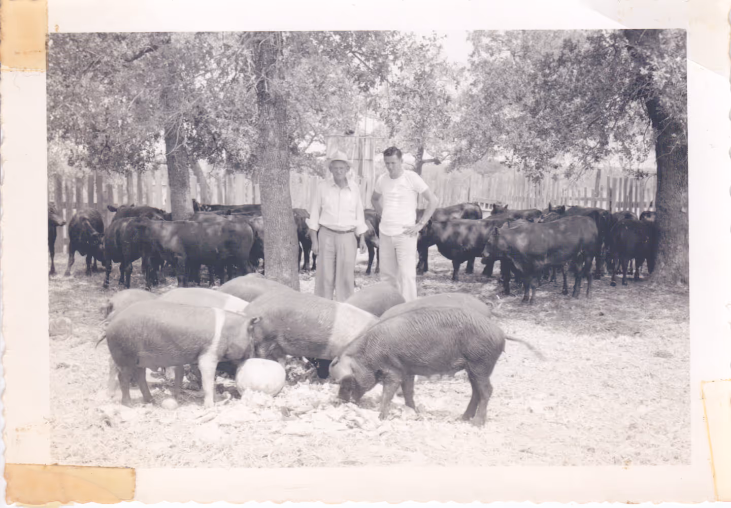 Old photo of the Black family standing with their pigs